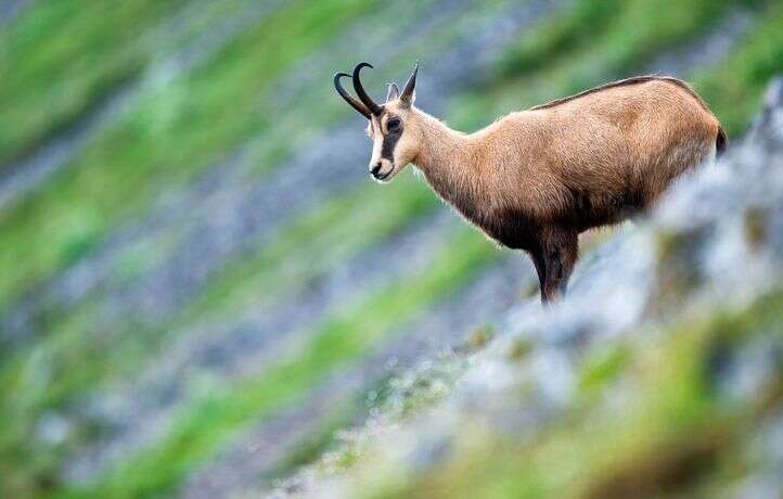 Pourquoi « peut-on » tuer des centaines de chamois dans le Doubs ?