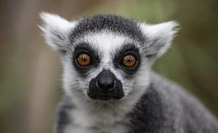 Des sorties nocturnes au zoo de Paris entre chauves-souris et étoiles