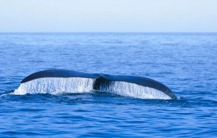 Zoom sur 3 animaux marins menacés en France