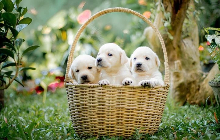 Il jette trois chiots dans une poubelle, un chasseur poursuivi en Espagne
