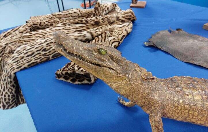 Les animaux protégés, vedettes illégales des étals de la Braderie de Lille