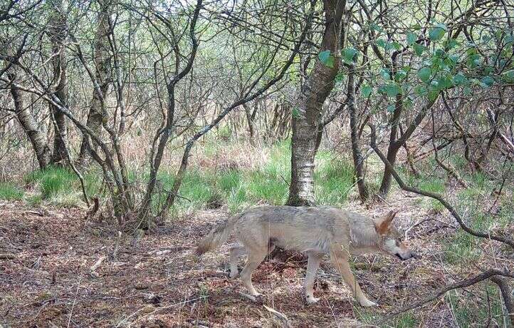 Vous aussi, vous avez cru voir un loup ?