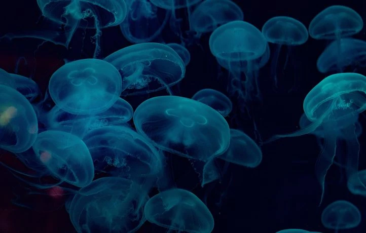 Encerclée par des méduses, elle se fait piquer des milliers de fois