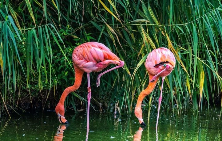 Des œufs de flamants roses détruits lors du tournage d’un film, la production