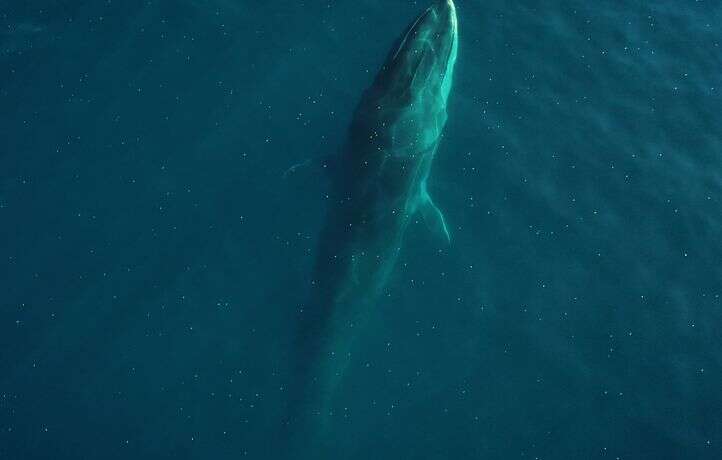 Un rorqual tué à des fins commerciales, une première depuis 1976 au Japon