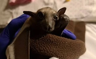Pourquoi on est vraiment trop injustes avec les chauves-souris