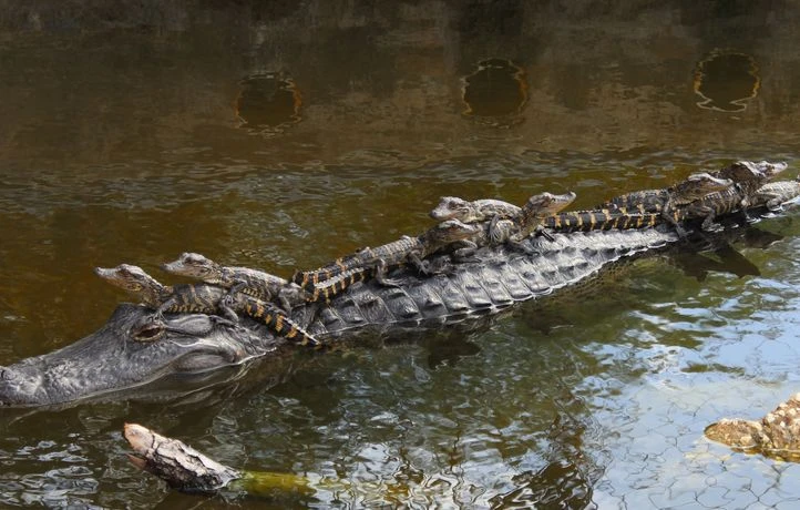 L’alligator : une mère féroce