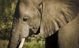 Un Thaïlandais filme un éléphant en train de s’incruster dans sa cuisine