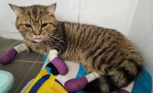 Prison ferme pour l’homme qui avait traîné un chat derrière son vélo à Nice