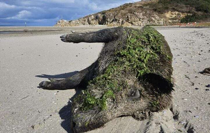 Un sanglier a bien été asphyxié par les algues vertes sur une plage bretonne