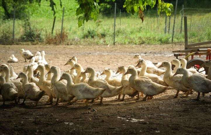 Le gouvernement va diminuer son soutien à la vaccination des canards