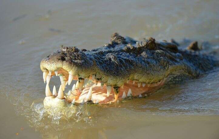 Des restes humains retrouvés, sûrement de l’enfant attaqué par un crocodile