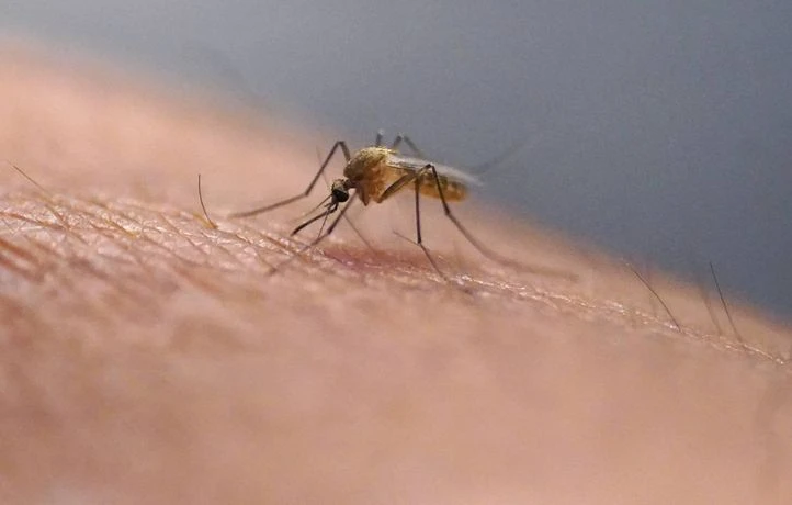 L’épidémie de chikungunya à La Réunion désormais « généralisée et majeure »