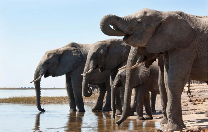 Les éléphants se servent-ils de leur trompe comme d’une paille ?