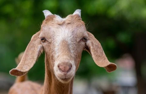 3 animaux étonnamment intelligents