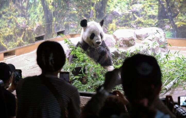 Retour au bercail pour un couple de pandas chinois vieillissants