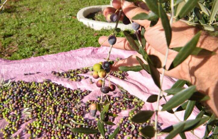 Des voleurs arrêtés pour le vol de 500 kg d’olives en Espagne