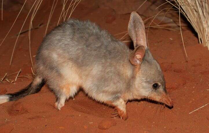 Connaissez-vous ces trois curieux marsupiaux ?