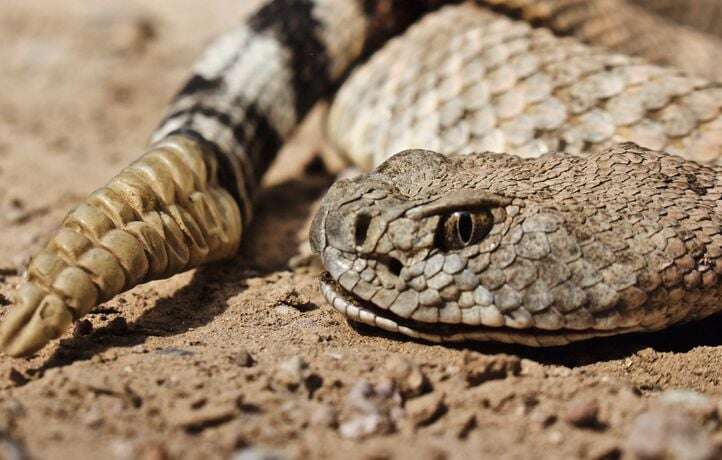 à la rencontre du serpent à sonnette