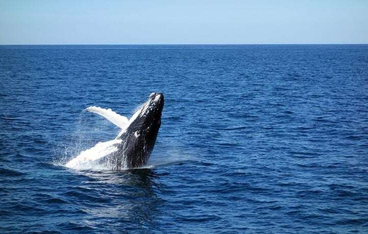 Le sauvetage filmé d’une baleine à bosse coincée dans des filets en Pologne