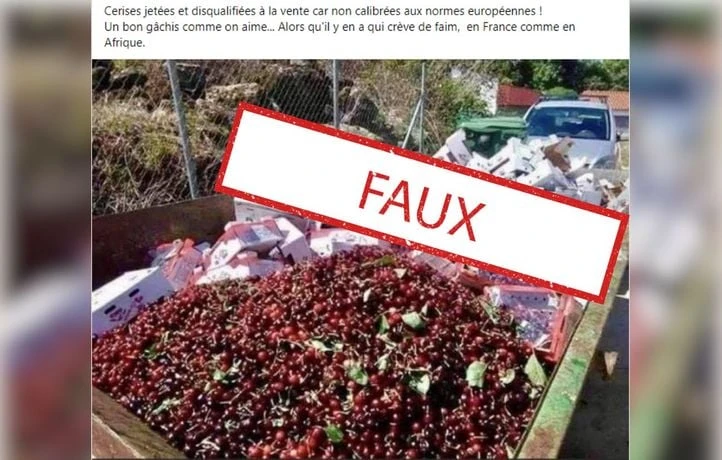 Non, des cerises ne sont pas jetées à cause des normes imposées par l’UE