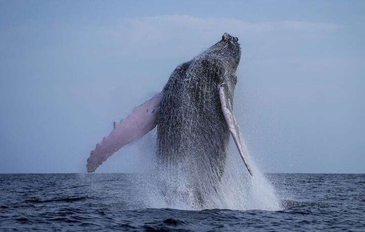 Y a-t-il encore des arguments pour pêcher la baleine aujourd’hui ?