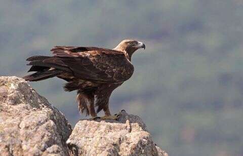 Un aigle relâché par les gendarmes du Gers après des semaines de soins