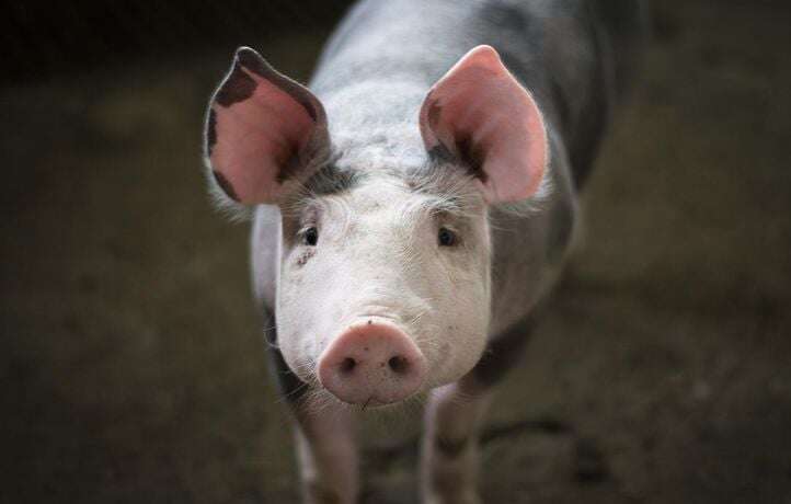 L’odeur des cochons en soute oblige l’avion à faire une escale aux Bermudes