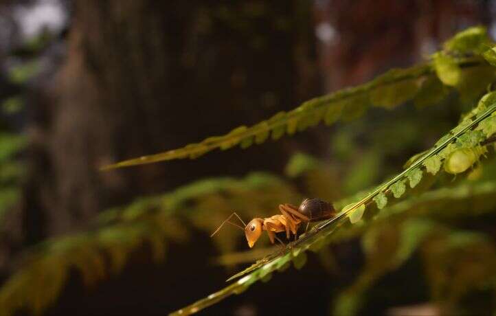 « Les Fourmis » colonisent aussi le jeu vidéo