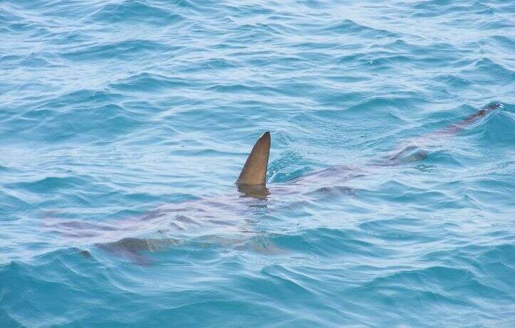 Des requins dévorent une carcasse d’un cachalot au large des côtes du Var