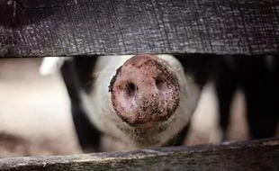 Menace de fermeture contre un élevage porcin dans les Landes