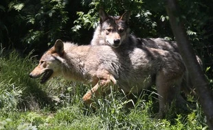 Une portée de loups gris observée dans le Colorado, une première en 80 ans