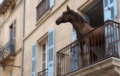 La vidéo générée par IA d’un cheval sur un balcon à Marseille cartonne