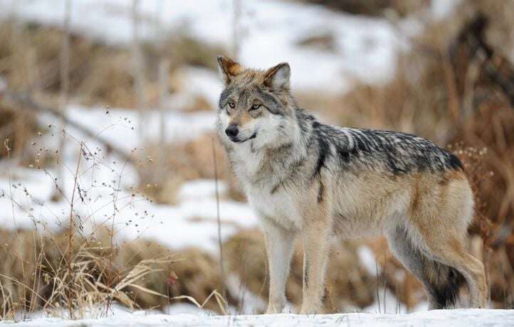 Loups du monde