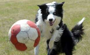 Des border collies auraient une maîtrise remarquable du langage humain