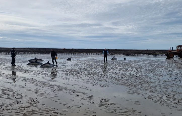 Douze dauphins survivants d’un échouage massif en Ecosse euthanasiés