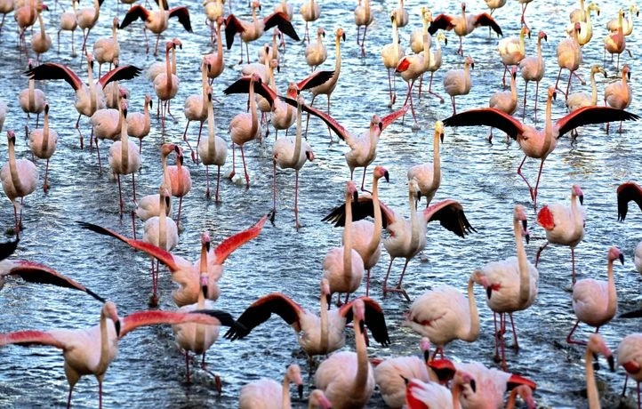Comment le tournage d’un film sublimant les oiseaux a basculé en désastre écologique
