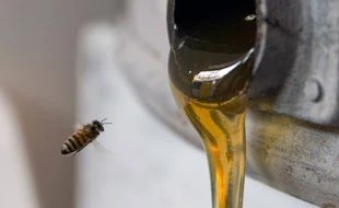 Les autorités alertent contre les faux miels « aphrodisiaques »