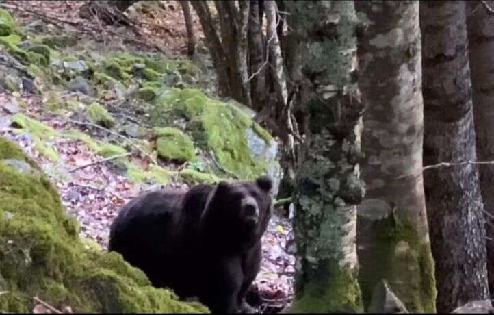 La belle rencontre entre un randonneur et le plus vieil ours des Pyrénées