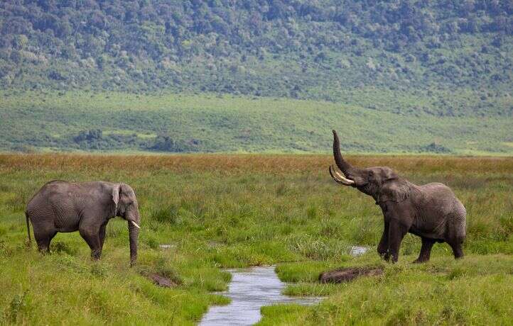 Une eau contaminée aurait tué les 350 éléphants décédés au Botswana