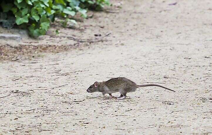 Les habitants d’une résidence sociale en Somme désemparés face aux rats