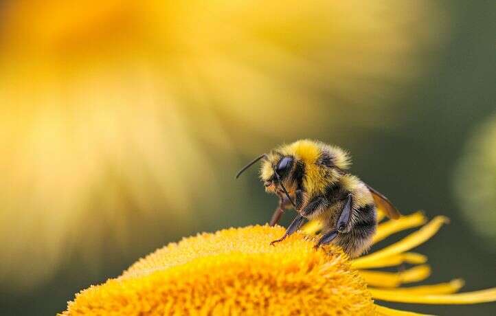 Un projet Meta de data center IA nucléaire contrecarré… par des abeilles