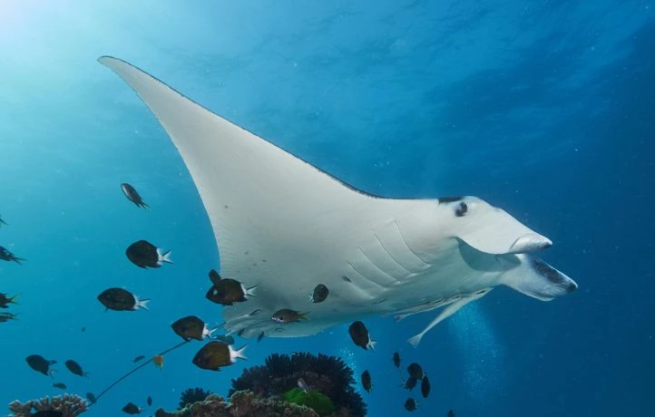 Tout savoir sur la raie manta