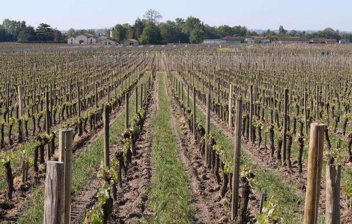 Une famille de vignerons de la Côte-d’Or vend ses terres au groupe LVMH