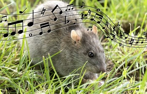 Comme l’homme, le dauphin et le macaque, les rats ont l’oreille musicale