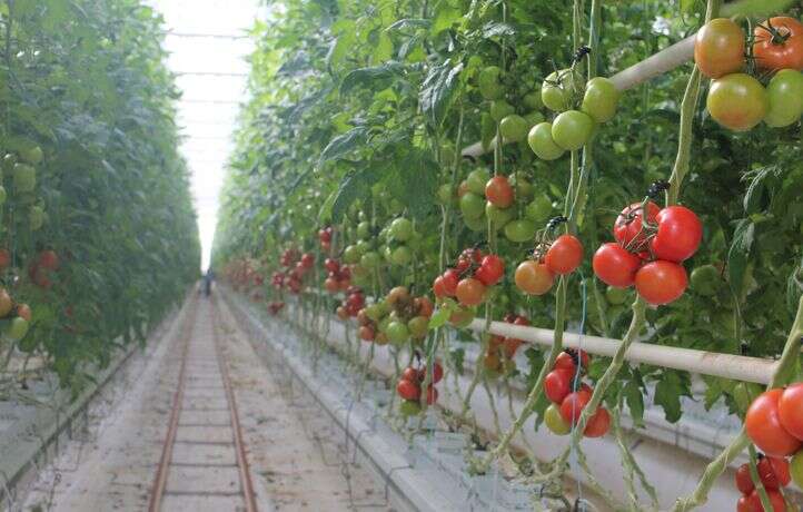 Une campagne lancée contre les tomates d’hiver (chauffées sous serre)