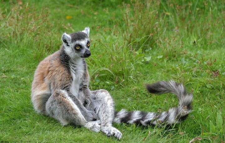 Pourquoi la Thaïlande va renvoyer un millier d'animaux à Madagascar ?