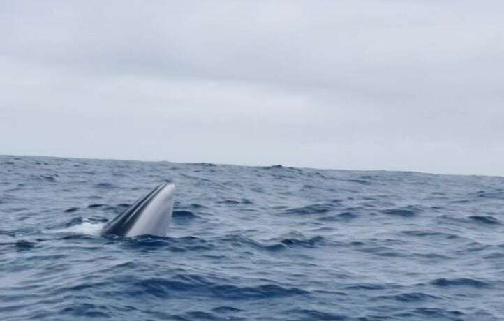 Bellion croise une baleine, Dalin ne croise personne… Le journal du VG