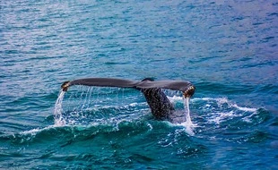 Des chercheurs espèrent pouvoir bientôt parler aux baleines
