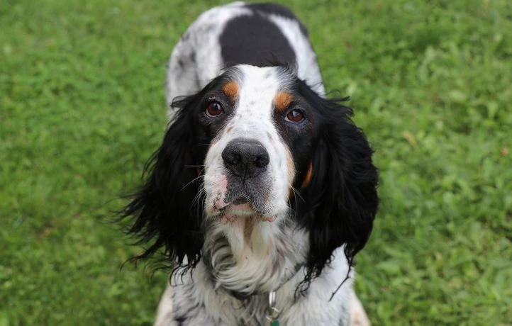 Il se dispute avec son frère puis tue son chien par vengeance
